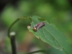 Lymantria xylina