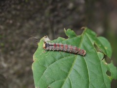 Lymantria xylina