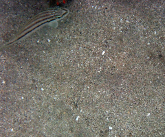 Diplectrum bivittatum