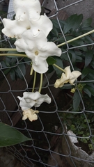 Brunfelsia americana