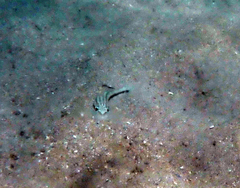 Diplectrum bivittatum