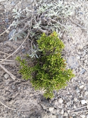 Arcytophyllum thymifolium