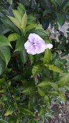 Brunfelsia australis