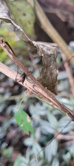 Micrathena nigrichelis