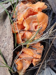 Cantharellus concinnus