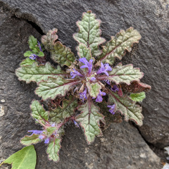 Ajuga decumbens