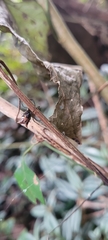 Micrathena nigrichelis