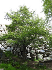 Alnus lusitanica