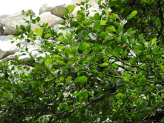 Alnus lusitanica