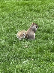 Sciurus carolinensis