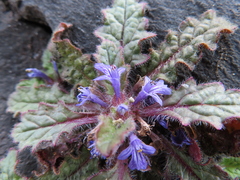 Ajuga decumbens