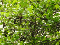 Alnus lusitanica