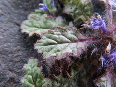 Ajuga decumbens
