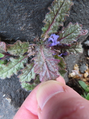 Ajuga decumbens