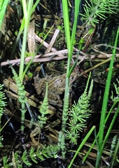 Pelophylax perezi