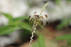 Neurothemis tullia