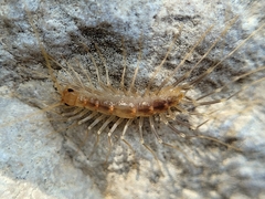 Scutigera linceci