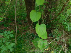 Aristolochia tomentosa