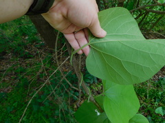 Aristolochia tomentosa