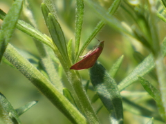 Pyrausta inornatalis