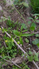 Ranunculus micranthus