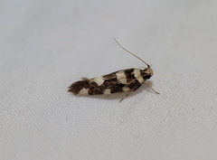 Macrobathra arrectella