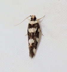 Macrobathra arrectella