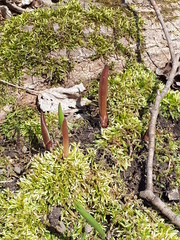 Petasites spurius