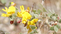 Acmispon decumbens