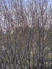 Prunus virginiana virginiana