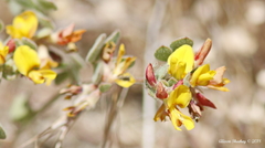 Acmispon decumbens