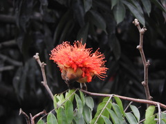 Brownea stenantha