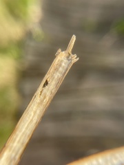 Antistrophus