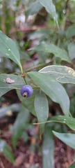 Psychotria nuda