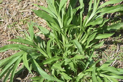 Falcaria vulgaris