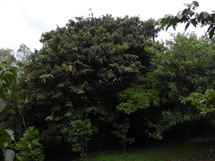 Brownea stenantha