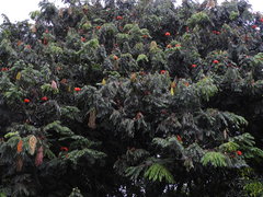 Brownea stenantha