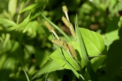 Carex shortiana
