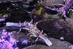 Palinurus gilchristi