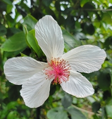 Hibiscus arnottianus