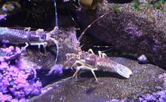 Palinurus gilchristi