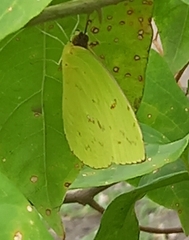 Phoebis