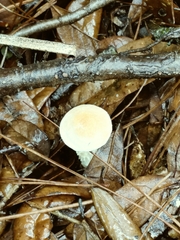Austroboletus subflavidus image