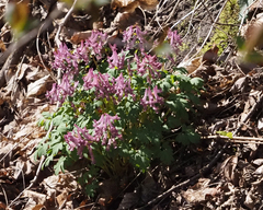 Corydalis solida