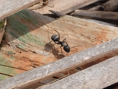 Camponotus micans