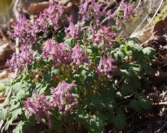 Corydalis solida