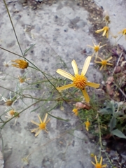 Adenophyllum anomalum