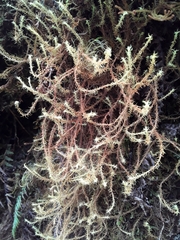 Leptodontium