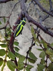Naupactus sulphurifer