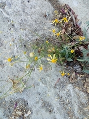 Adenophyllum anomalum